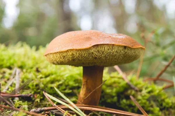 Mooie Boletus Groeiend Het Mos Het Bos — Stockfoto