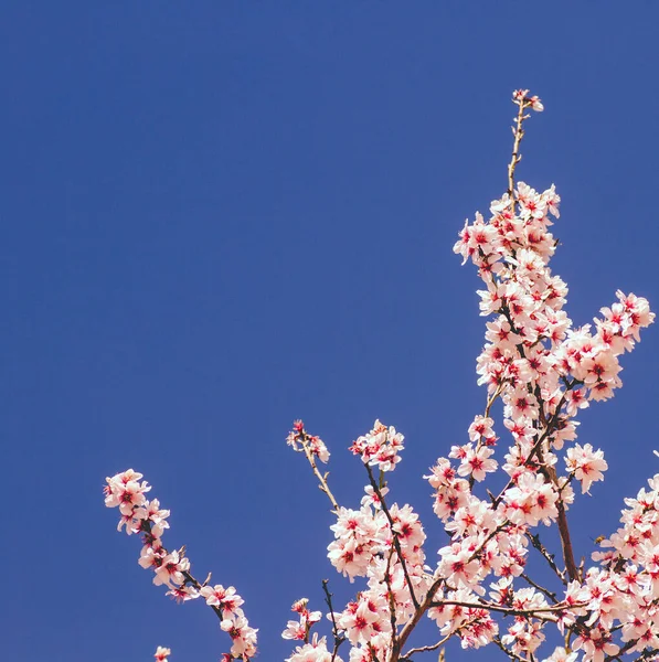 Деталі Цвітіння Мигдалевого Дерева — стокове фото