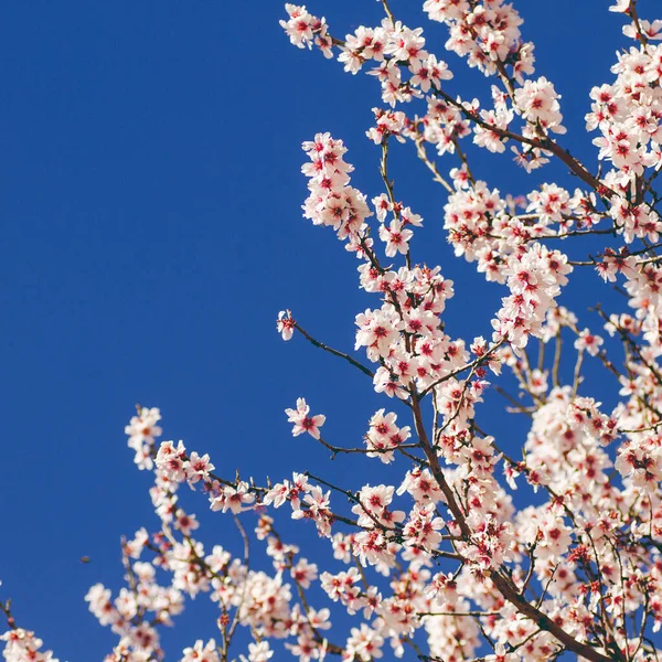 Мигдальне Дерево Цвіте Навесні — стокове фото