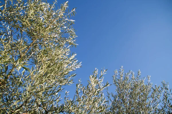 Zeytin Ağacı Mavi Gökyüzü — Stok fotoğraf