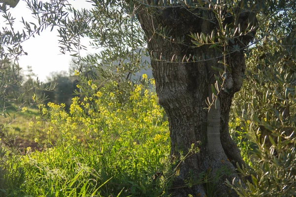 Eski Zeytin Ağacının Ayrıntı — Stok fotoğraf