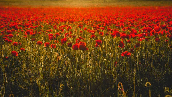 Schönes Mohnfeld Bei Sonnenuntergang — Stockfoto