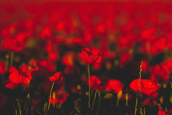 Vermelho Selvagem Arquivado Papoilas Flores Crescendo Selvagem Campo — Fotografia de Stock