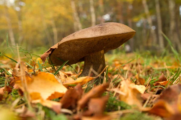 Vild Boletus Växer Bland Höstens Fallna Blad — Stockfoto