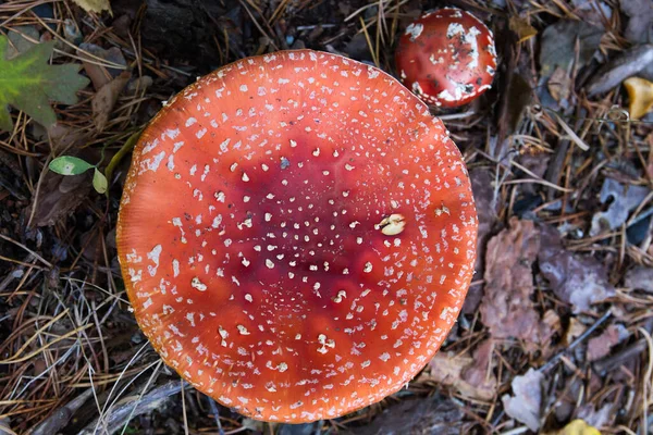 Amanita Muscaria Lub Mucha Agaric Cap Szczegółowo — Zdjęcie stockowe