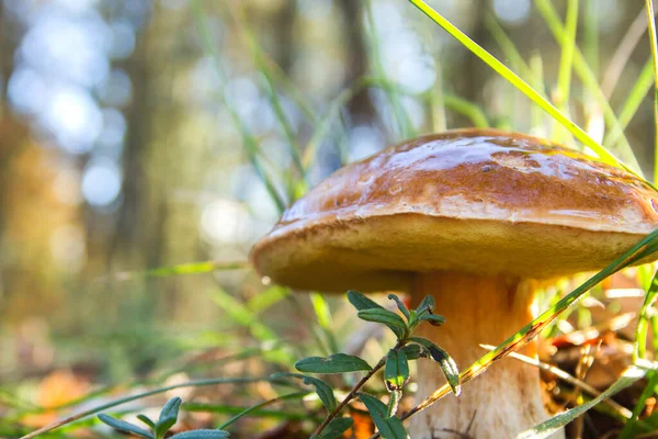 Boletus Edulis Groeit Het Bos — Stockfoto