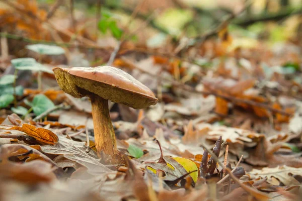 Boletus Groeit Tussen Herfstbladeren — Stockfoto