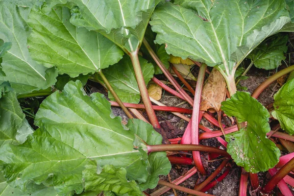 Rabarberväxter Gröna Blad Och Röda Stjälkar — Stockfoto