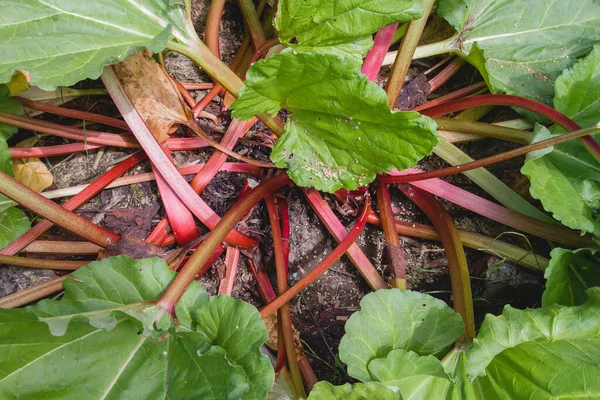 Vermelho Verde Ruibarbo Planta Crescente — Fotografia de Stock