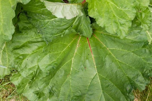 Rhubarb Plant Green Leaf Detail — Stock Photo, Image