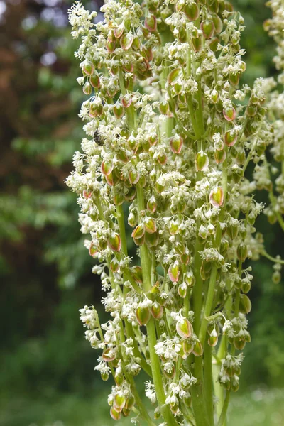 Ruibarbo Flores Brancas Fechar — Fotografia de Stock