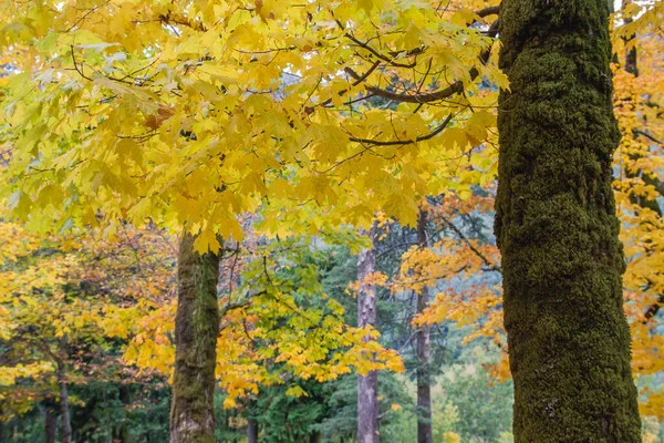 Árvores Bordo Folhagem Outonal Colorido — Fotografia de Stock