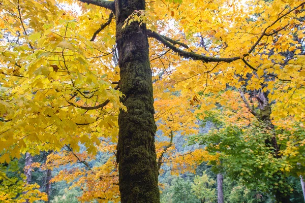 Árvore Bordo Com Cores Outono — Fotografia de Stock