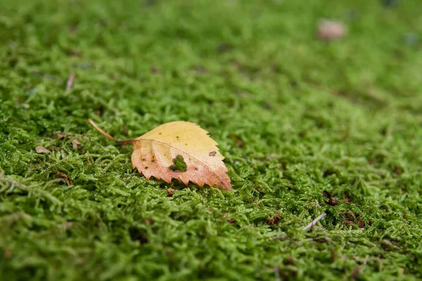 Detail Van Berkenblad Groen Mos — Stockfoto