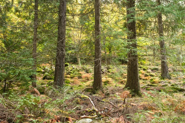 Paisaje Otoñal Bosques Mixtos — Foto de Stock