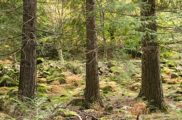 Деревья Туджи Осеннем Лесу — стоковое фото
