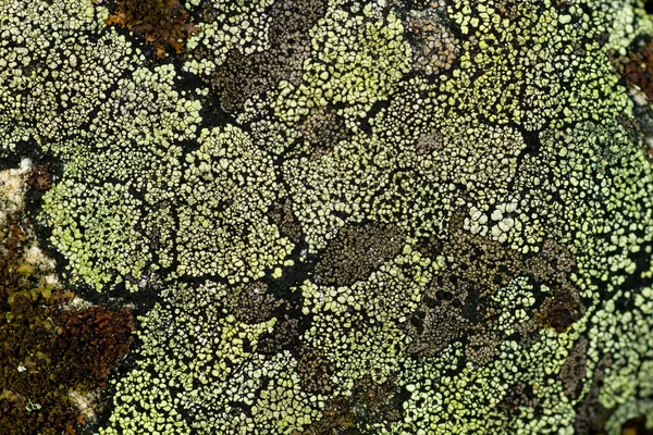 Rhizocarpon Geograficum Lichen Dans Une Surface Rocheuse — Photo