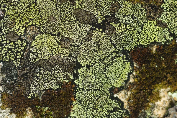 Rizhocarpon Geografisch Korstmos Granieten Rots — Stockfoto