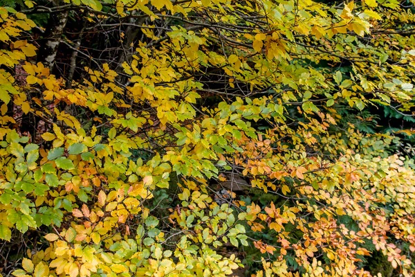 Faia Árvores Folhagem Outonal Colorido — Fotografia de Stock