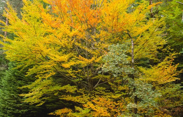 Podzimní Les Mata Albergaria Národní Park Peneda Geres — Stock fotografie
