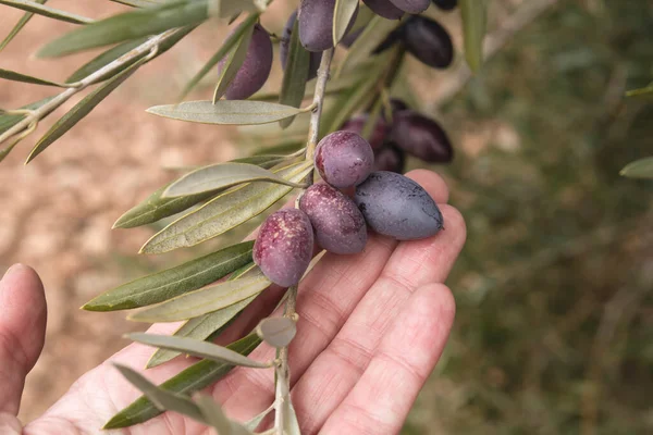 Campesino Mano Mujer Sosteniendo Aceitunas Negras Maduras — Foto de Stock