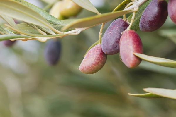 Colorful Olive Tree Fruits Close — Stock Photo, Image