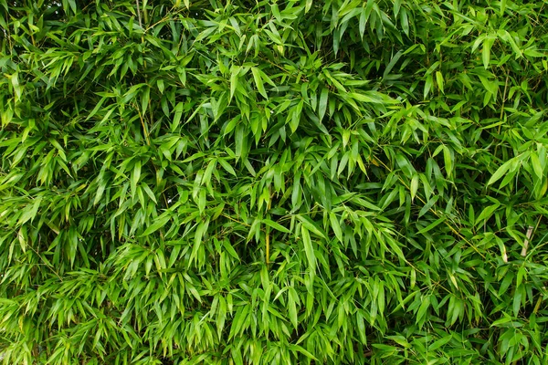 Bamboo Fresh Green Foliage Backdrop — Stock Photo, Image