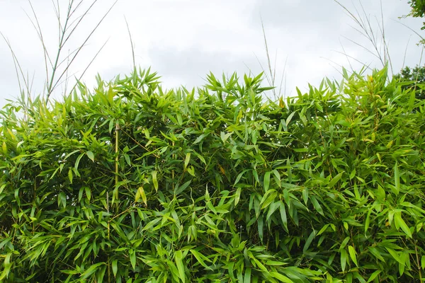 Grüner Natürlicher Bambus Gartenzaun — Stockfoto