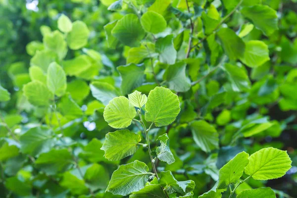 Common Hazel Fresh Green Foliage — Stock Photo, Image
