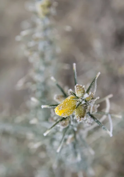 Detail Der Gefrosteten Ginsterpflanze — Stockfoto