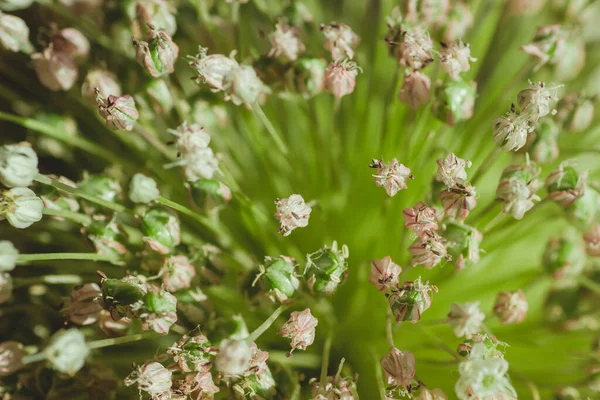 Detalle Flores Planta Del Puerro — Foto de Stock