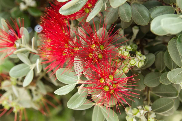 Pohutukawa Red Flowers Close — Stock Photo, Image