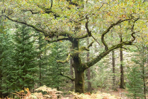 Old quercus robur tree in Mata de Albergaria, Peneda-Geres Natio — Stock Image Old Quercus Robur Tree Mata Albergaria Peneda Geres Natio Royalty Free Stock Photos