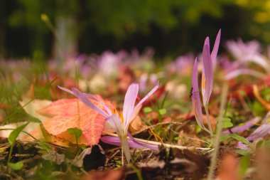 Colchicum montanum ya da sonbahar çiçekleri kapanıyor