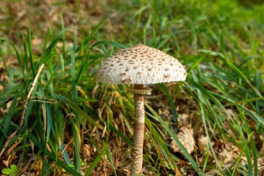 Macrolepiota procera ya da şemsiye mantarı vahşice büyüyor. 