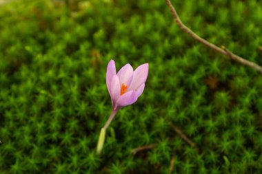 Yeşil orman yosunlarında sonbahar kır çiçeği. 