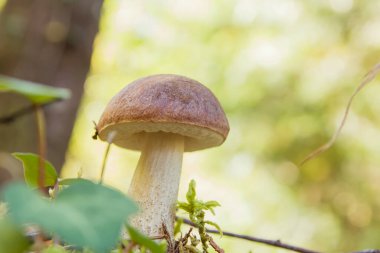Küçük leccinum scabrum ya da huş ağacı bolete mantarı ormanda büyür.