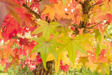 Renkli liquidambar ağacı sonbahar yaprakları 