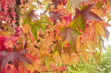 Colorful liquidambar tree autumnal leaves clipart
