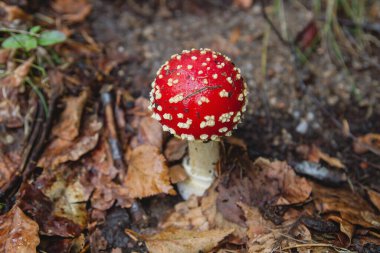 Amanita muscaria genç mantar yakından