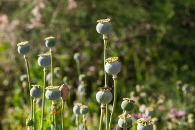 Vahşi afyon haşhaş bitki kapsülleri 