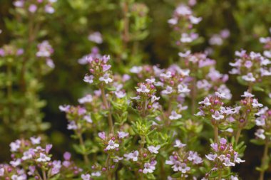 Çiçekli kekik aromalı bitki 