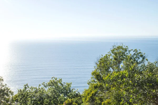 Green Trees Blue Ocean Landscape — Stock Photo, Image