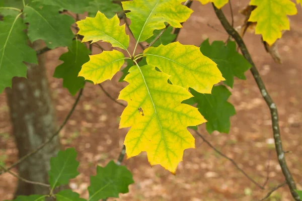 Quercus Rubra Sonbahar Yaprakları Kapanıyor — Stok fotoğraf