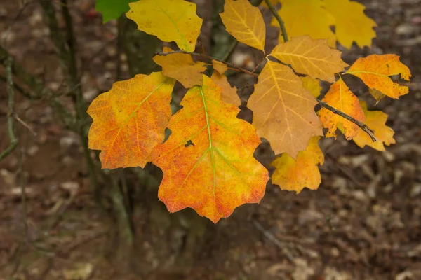 Quercus Rubra Colorido Detalhes Folhas Outonais — Fotografia de Stock