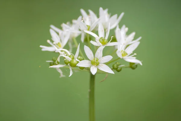 Allium Ursinum Primăvară Flori Detaliu — Fotografie, imagine de stoc