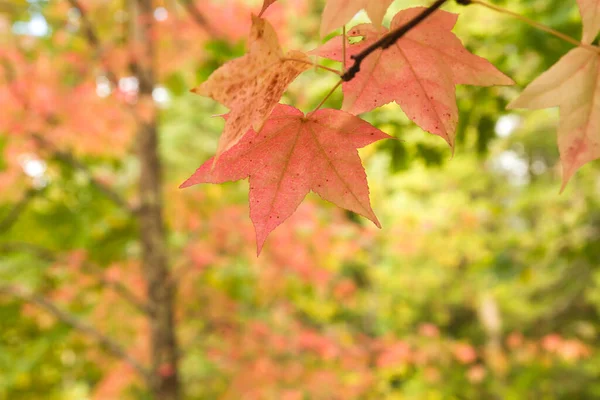 Detail Liquidambar Red Autumnal Leaves — Stock Photo, Image