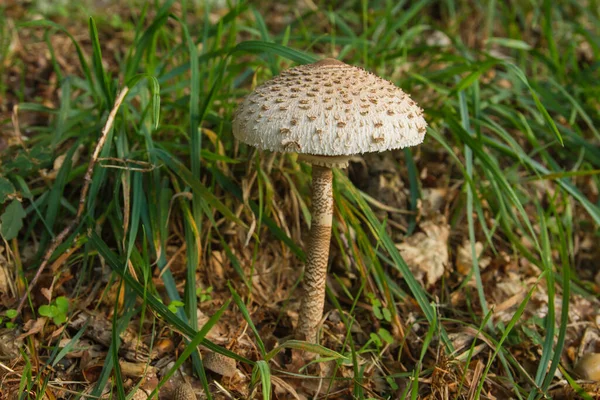 Procera Macrolepiota Cogumelo Guarda Sol — Fotografia de Stock