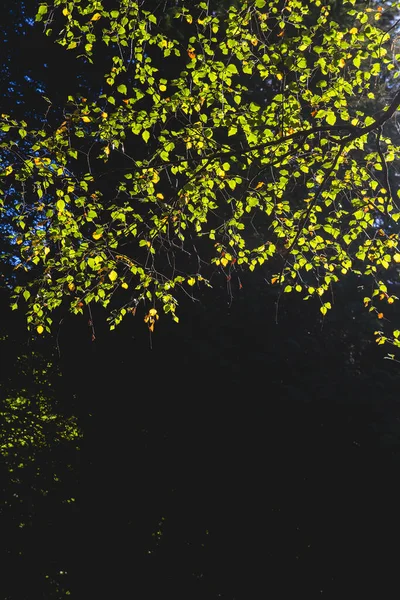 Sonbaharın Başlarında Kayın Ağacı Yaprakları — Stok fotoğraf