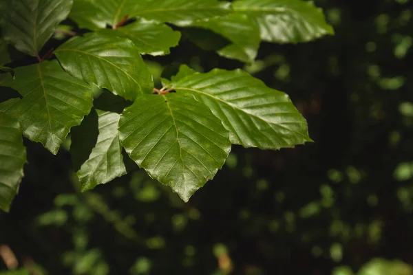 Деталь Зеленого Листя Букового Дерева — стокове фото